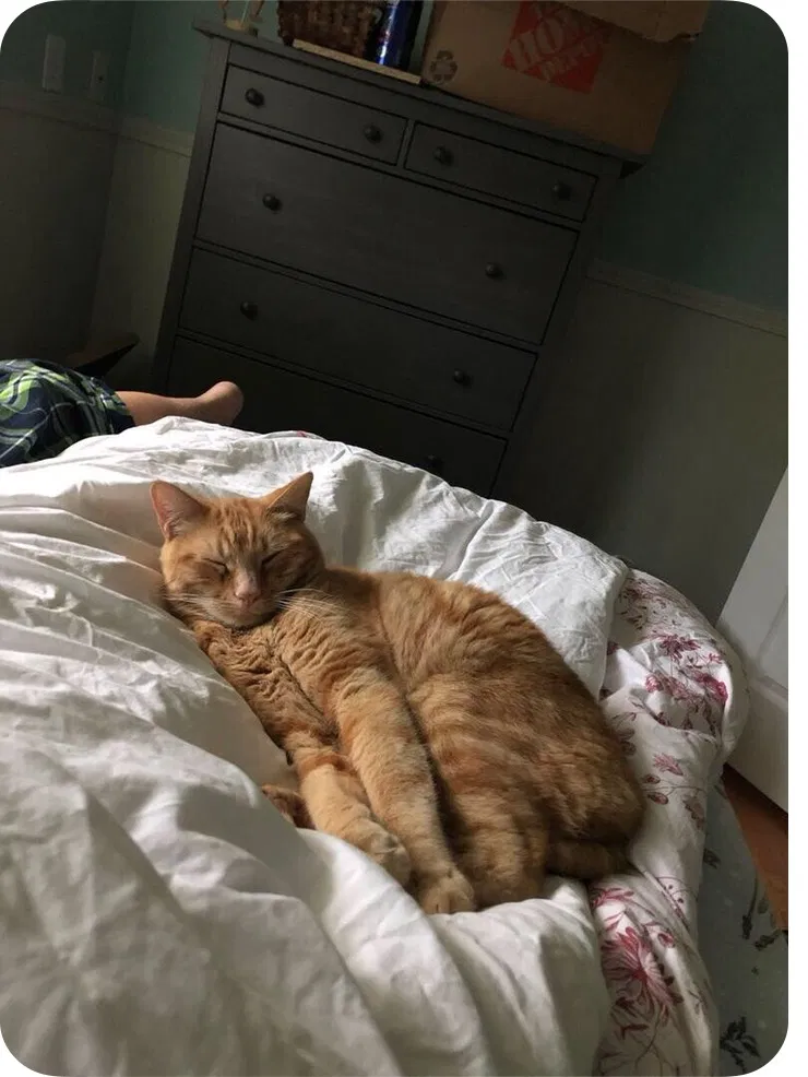 Lost cat in Renton, WA, 98056