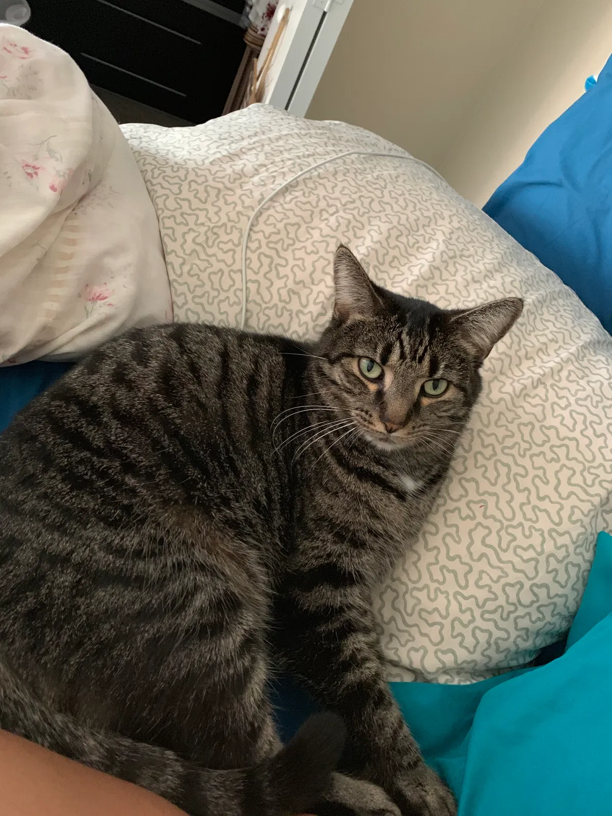 Lost cat in Gainesville, FL, 32607
