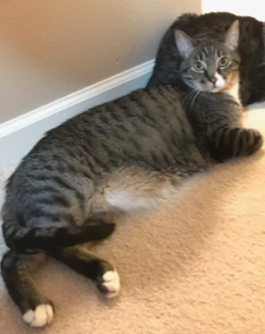 Lost cat in Sparks, NV, 89436