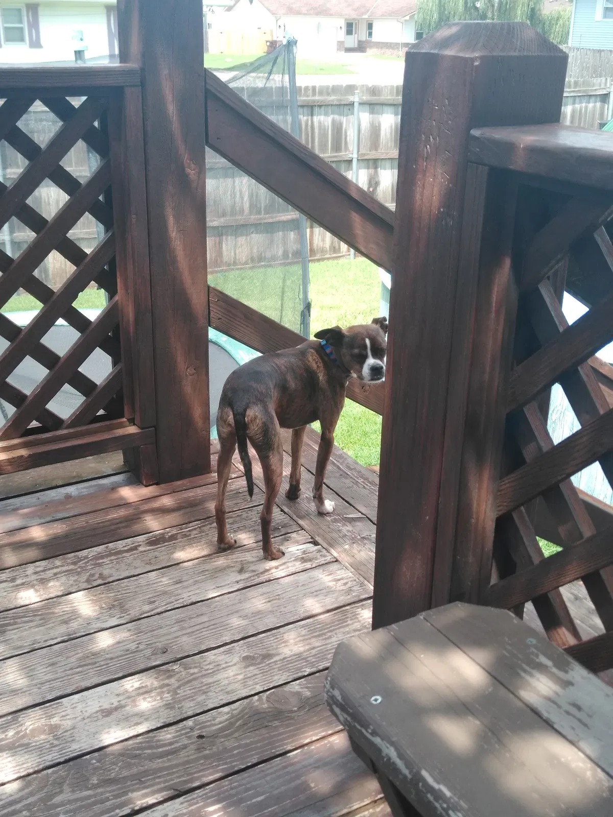 Lost dog in Wichita, KS, 67217
