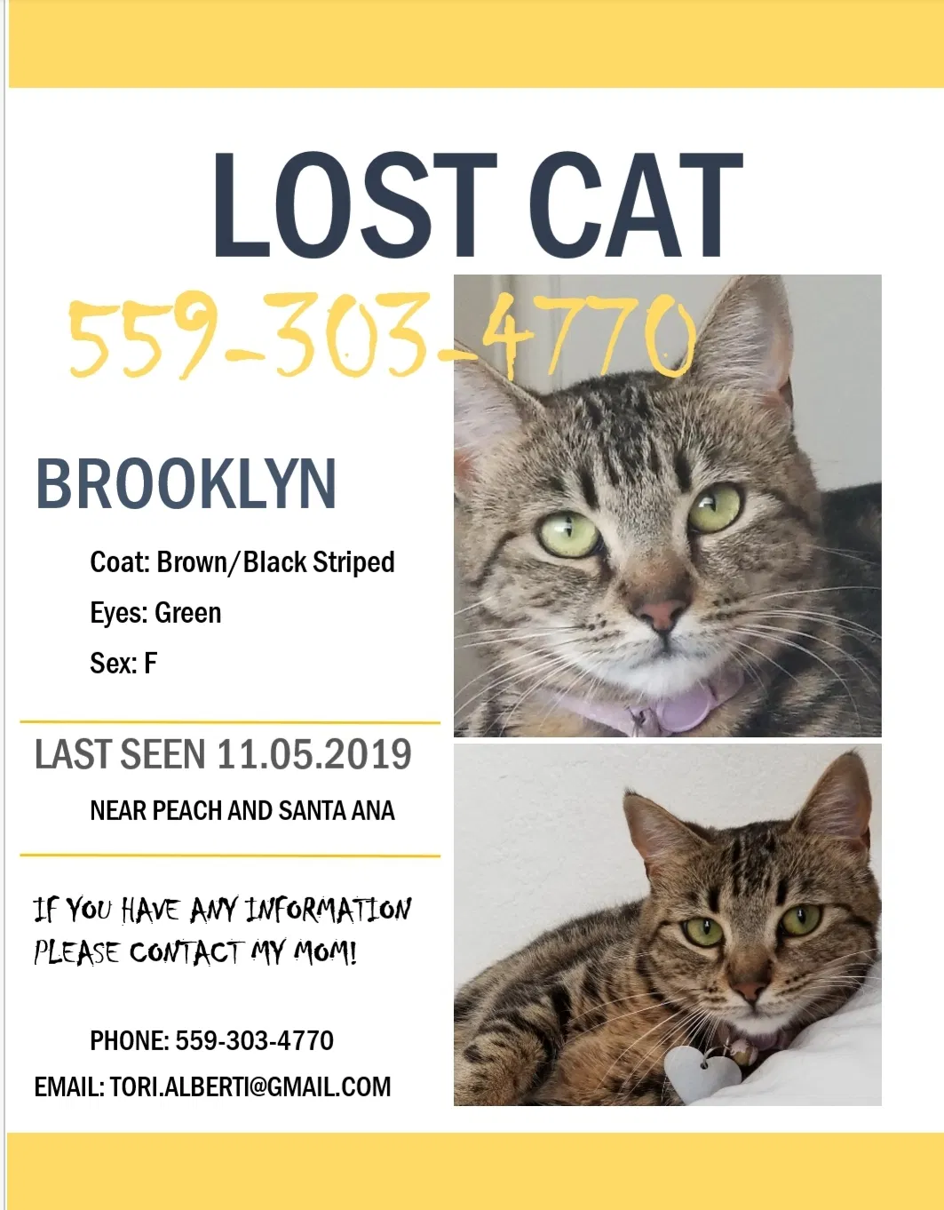 Lost cat in Clovis, CA, 93612