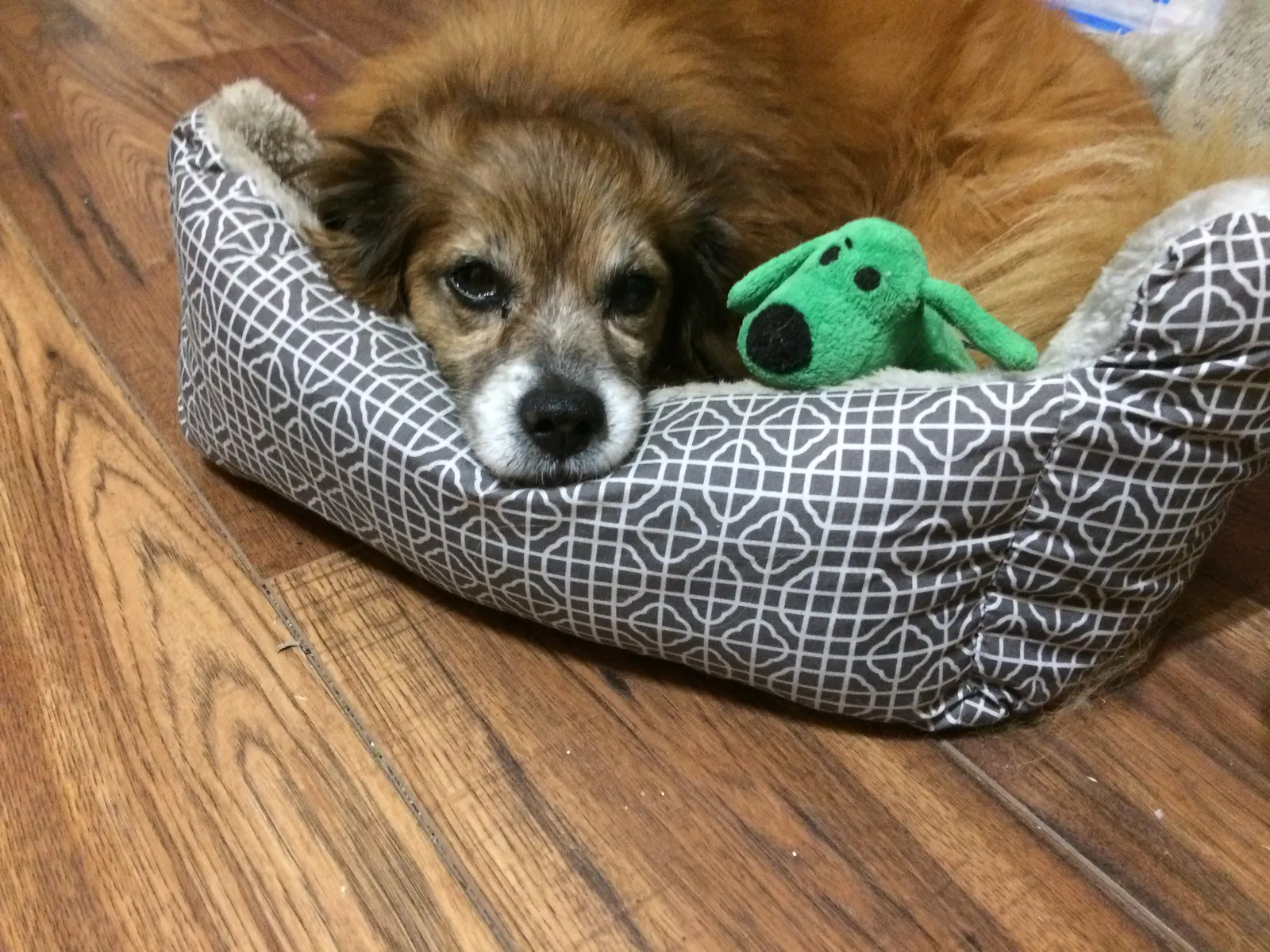 Lost dog in West Frankfort, IL, 62896