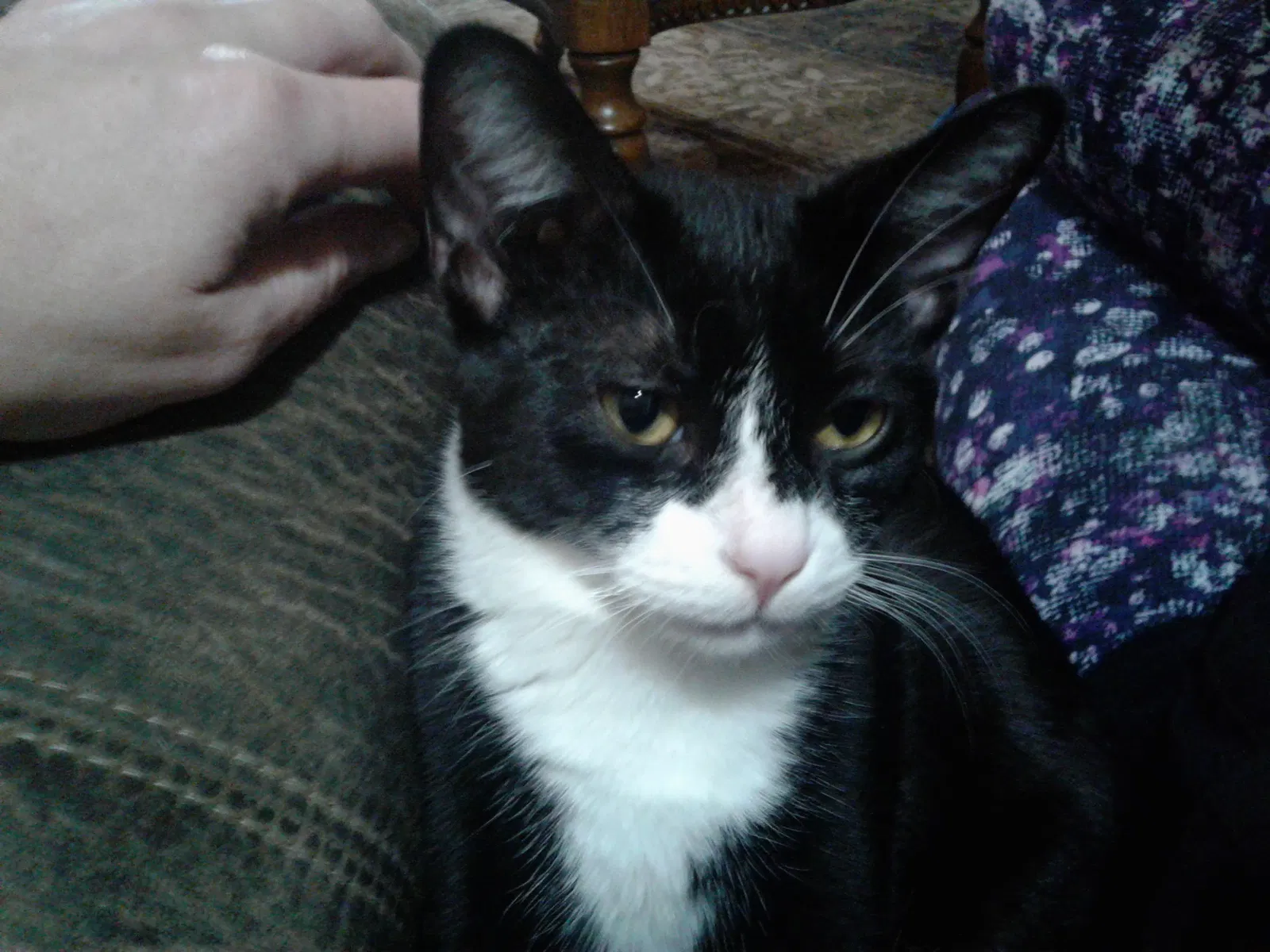 Lost cat in North Branch, MN, 55056