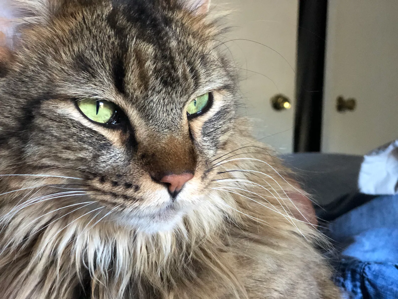 Lost cat in Thousand Oaks, CA, 91362
