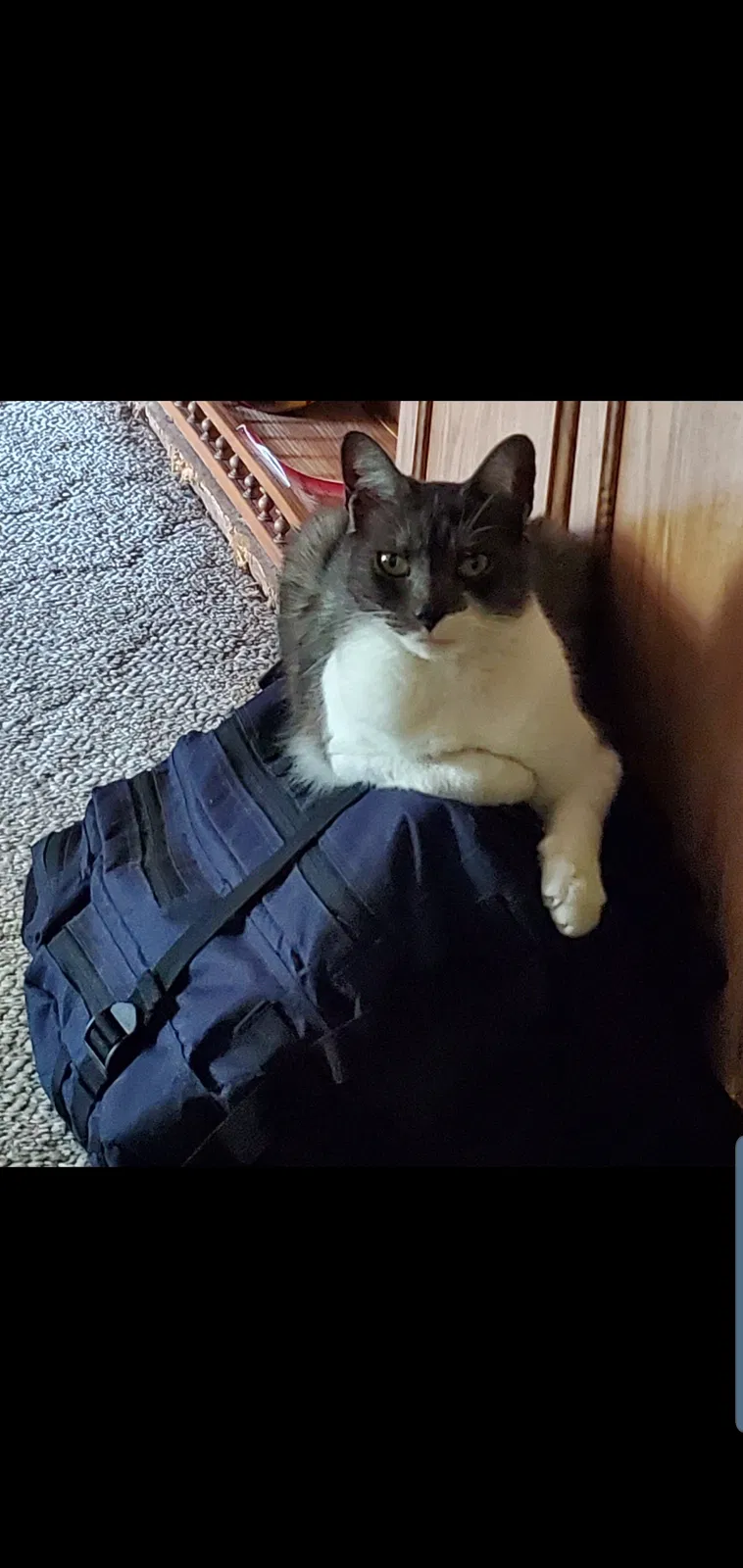 Lost cat in Cullman, AL, 35055