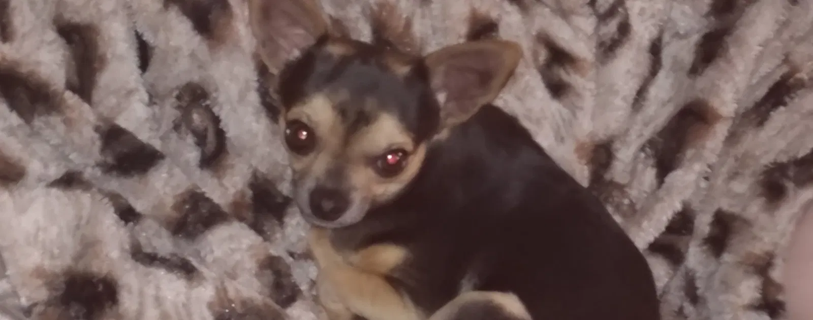 Lost dog in Cusseta, GA, 31805