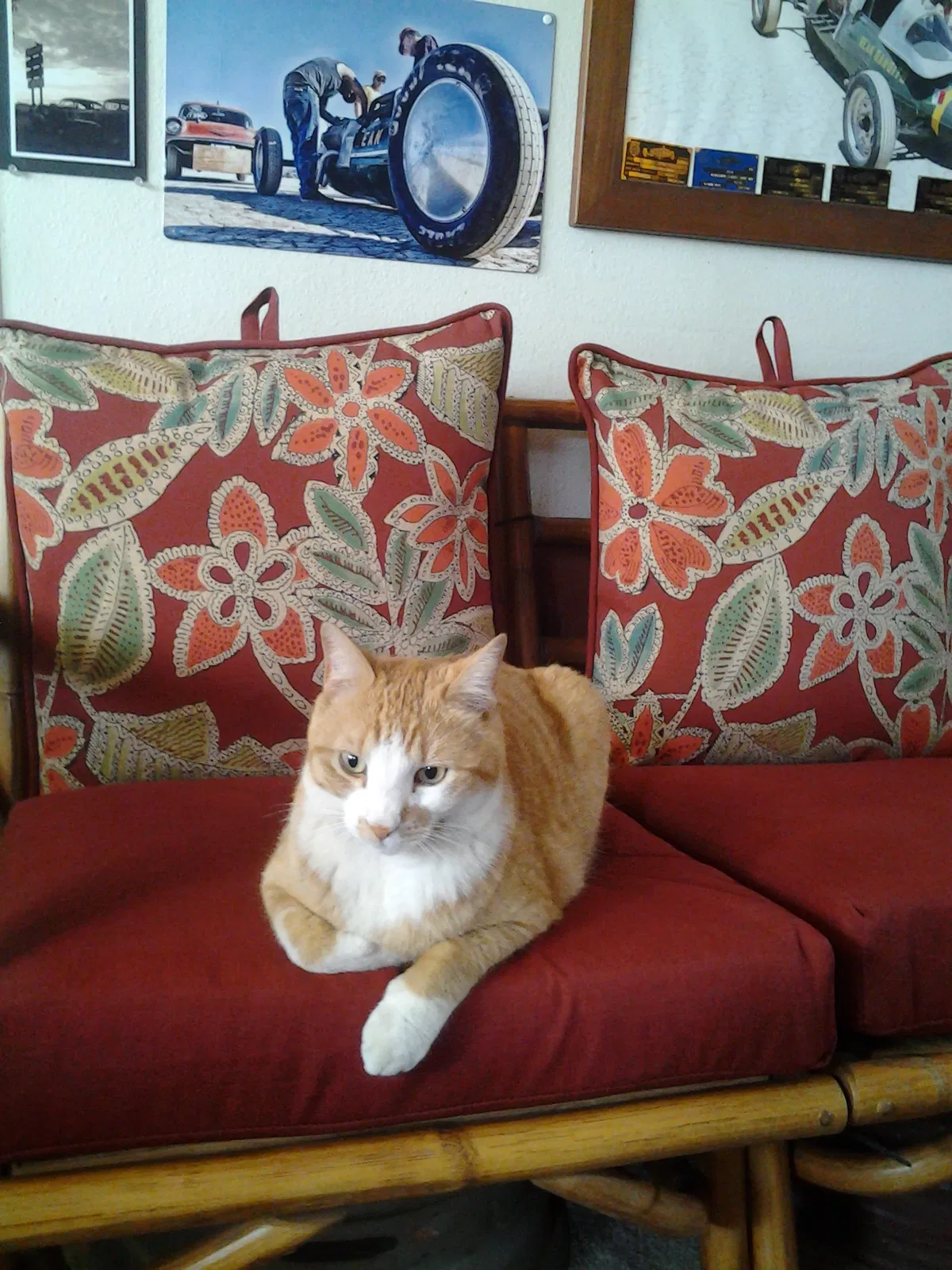 Lost cat in Phoenix, AZ, 85032