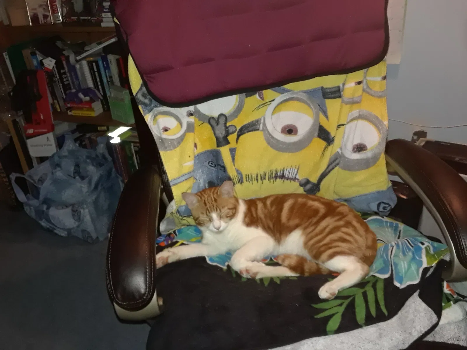 Lost cat in Indianapolis, IN, 46217