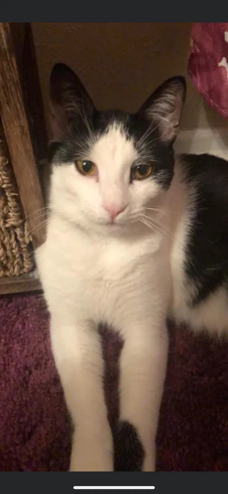 Lost cat in Wichita Falls, TX, 76308