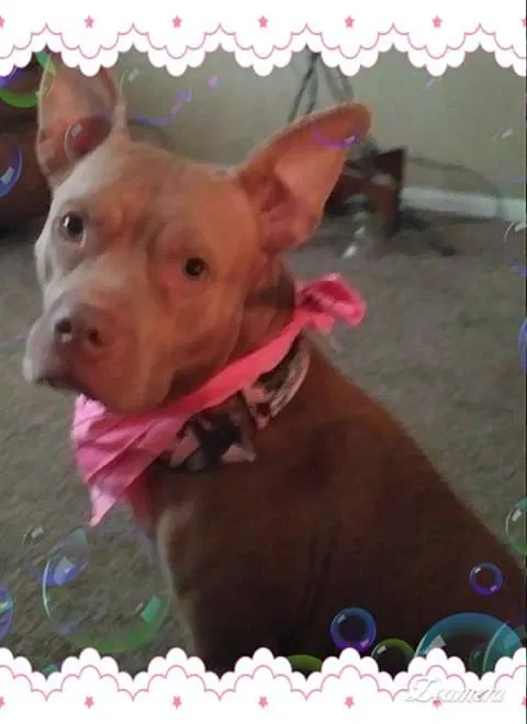 Lost dog in Unknown, OK, 73100