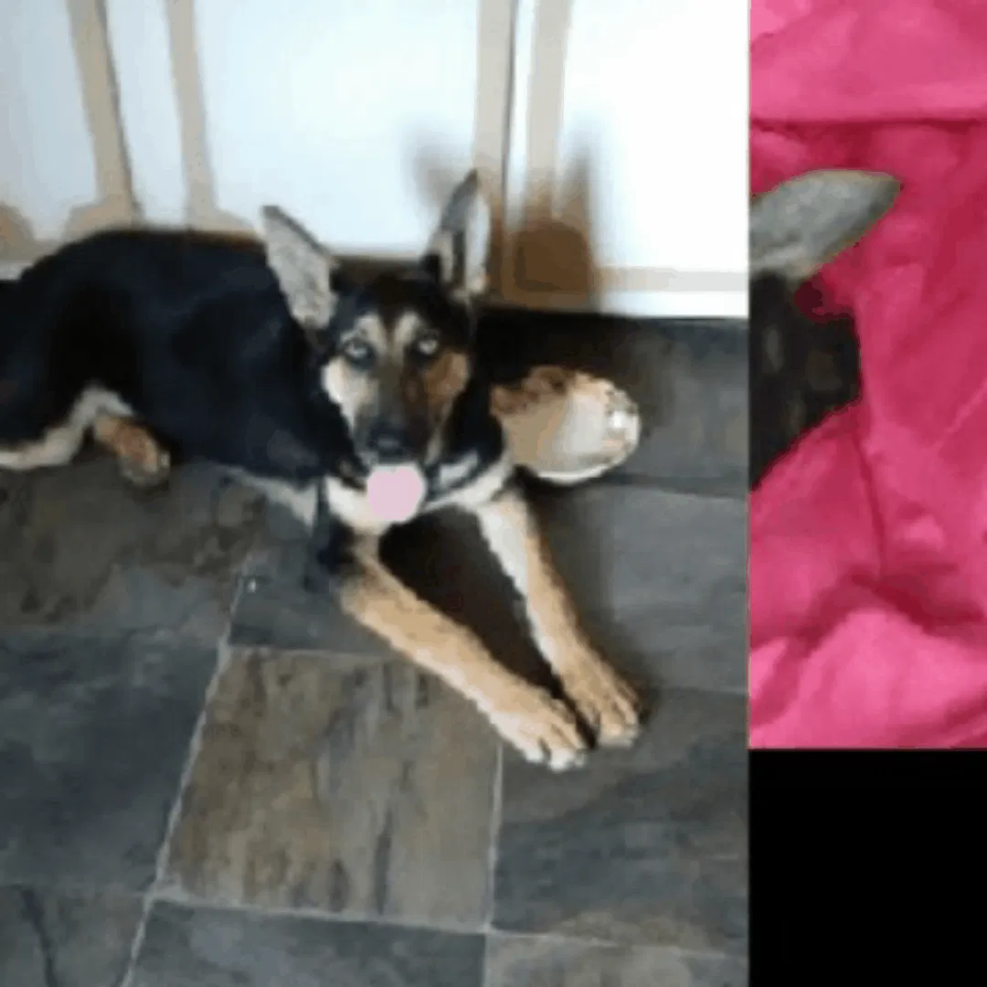 Lost dog in Portsmouth, OH, 45662