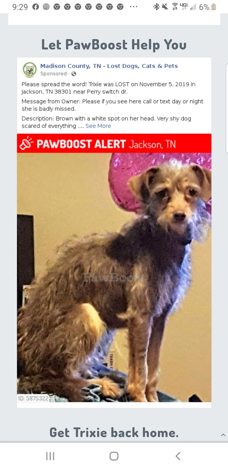 Lost dog in Jackson, TN, 38301