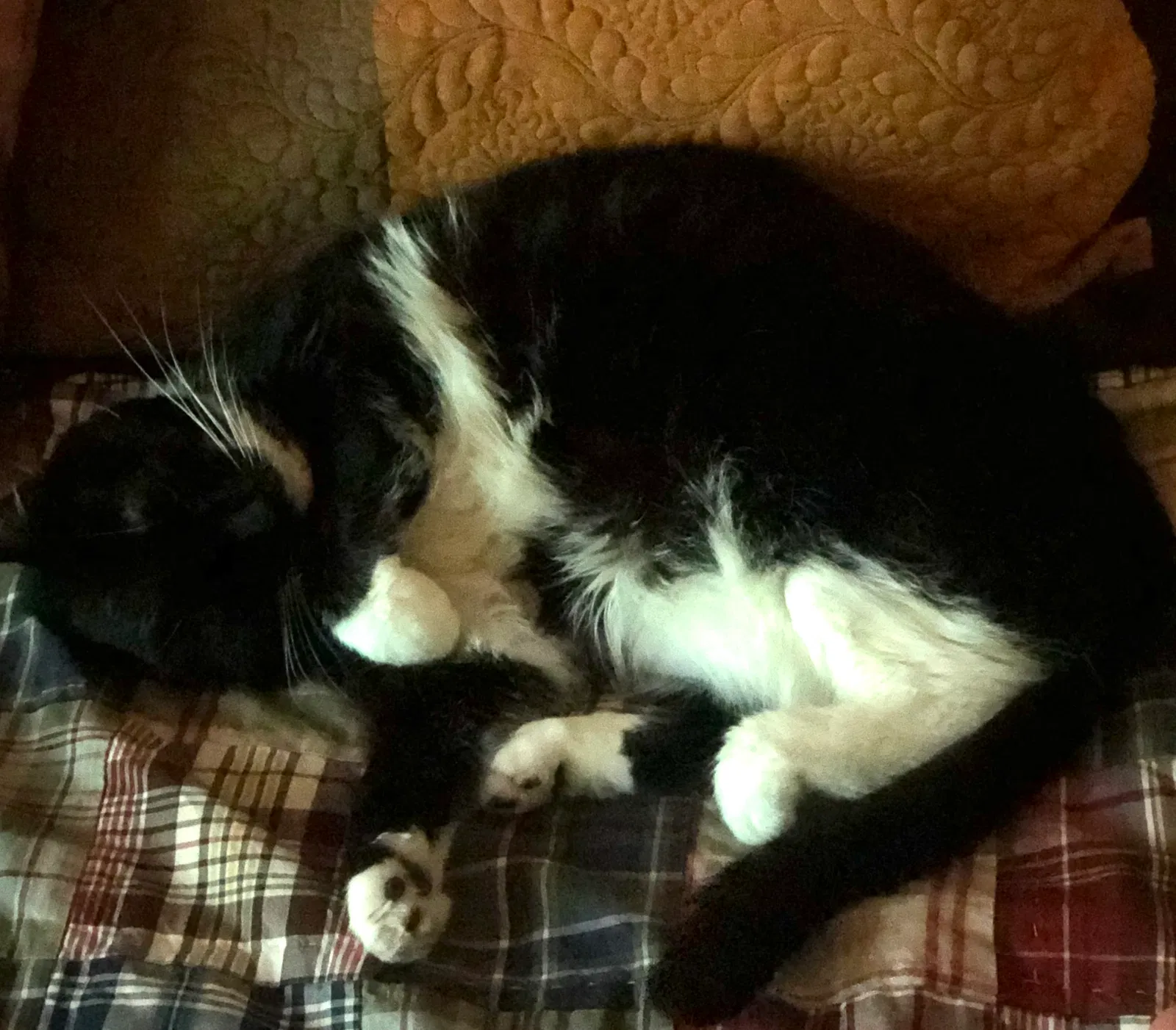Lost cat in Iron Station, NC, 28080