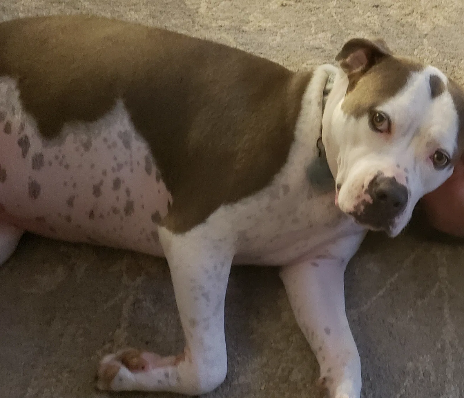 Lost dog in Pensacola, FL, 32507