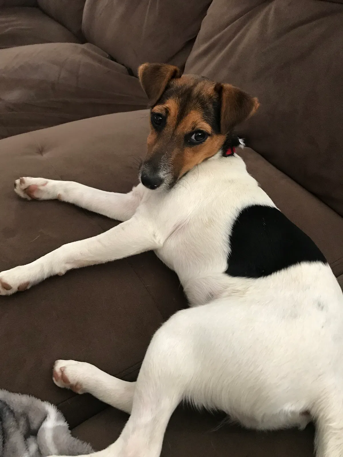 Lost dog in Sylmar, CA, 91342