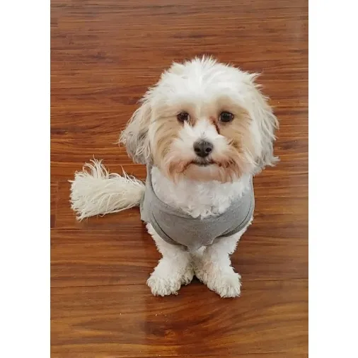 Lost dog in El Paso, TX, 79928