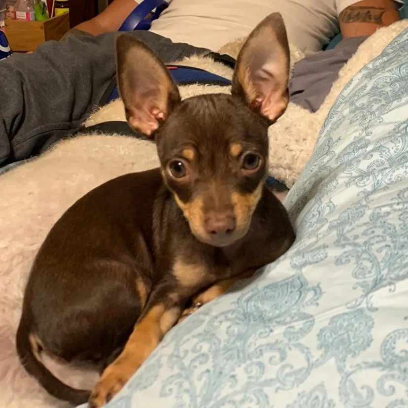 Lost dog in Beech Grove, IN, 46107