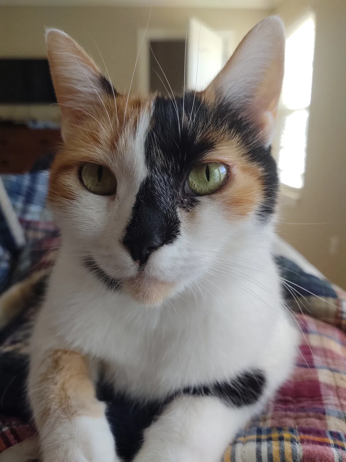 Lost cat in Fayetteville, AR, 72704