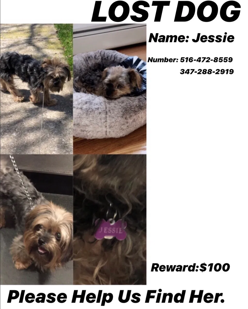 Lost dog in Springfield Gardens, NY, 11413