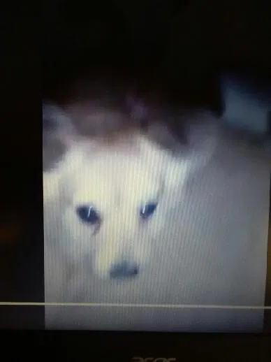 Lost dog in Clearlake, CA, 95422