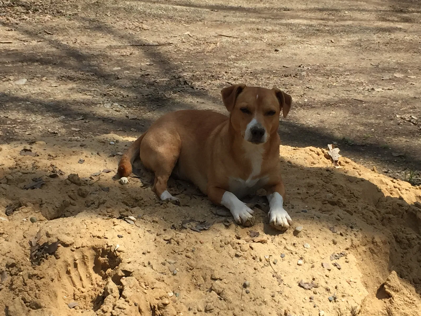 Lost dog in Lawrence, MI, 49064