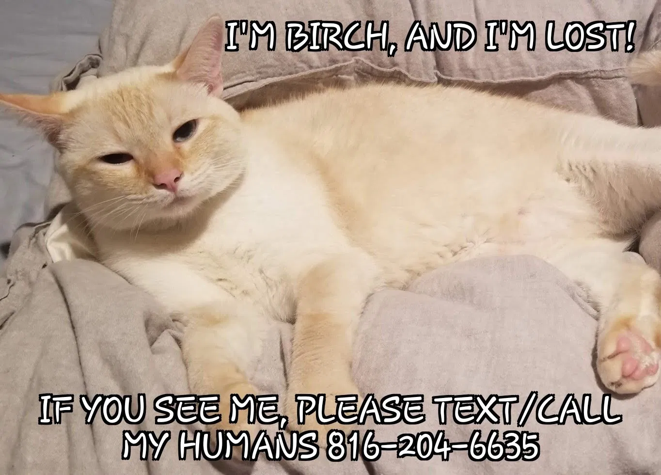Lost cat in Shawnee, KS, 66218