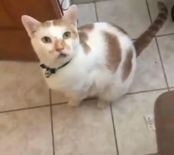 Lost cat in Middlesex, NJ, 8846