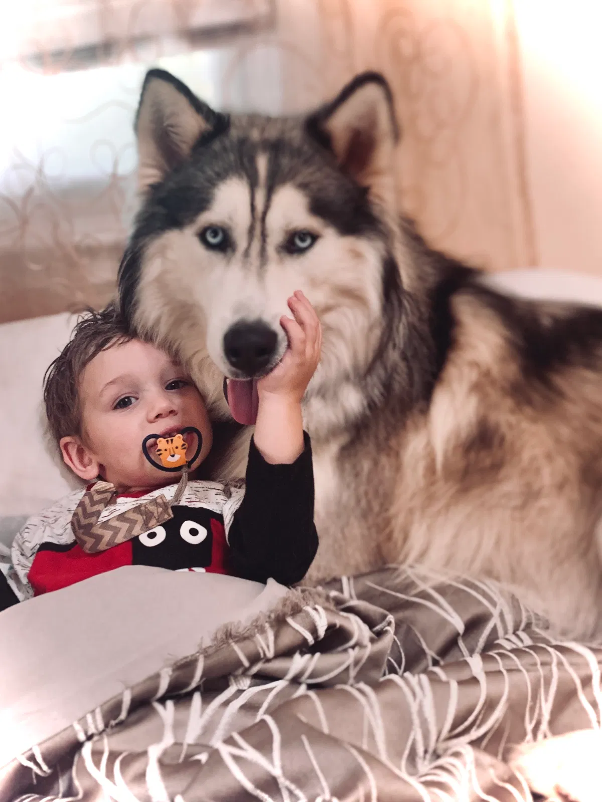 Lost dog in Johnson City, TN, 37604