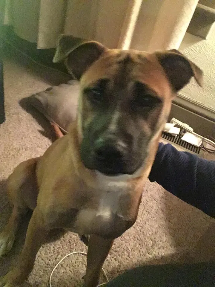 Lost dog in Toledo, OH, 43605