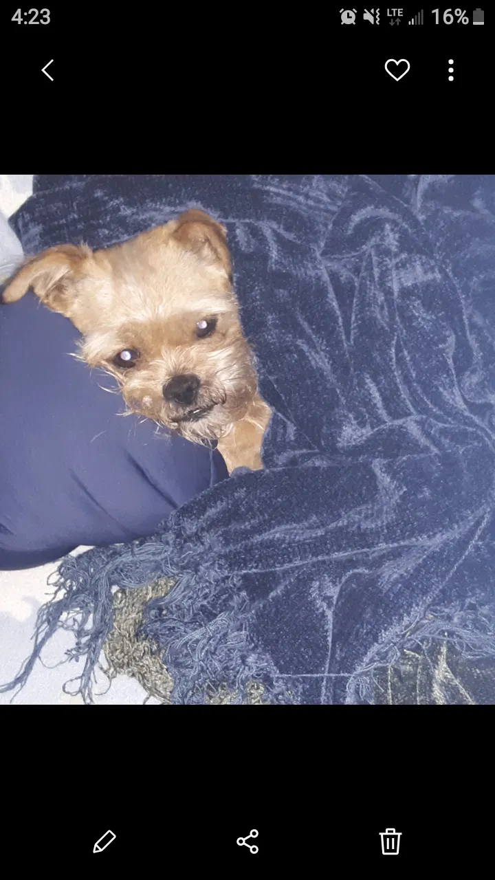 Lost dog in Athens, TX, 75751