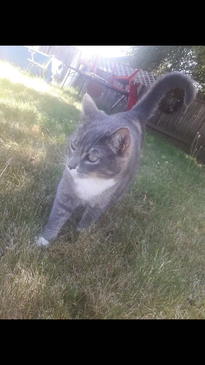 Lost cat in Eugene, OR, 97402