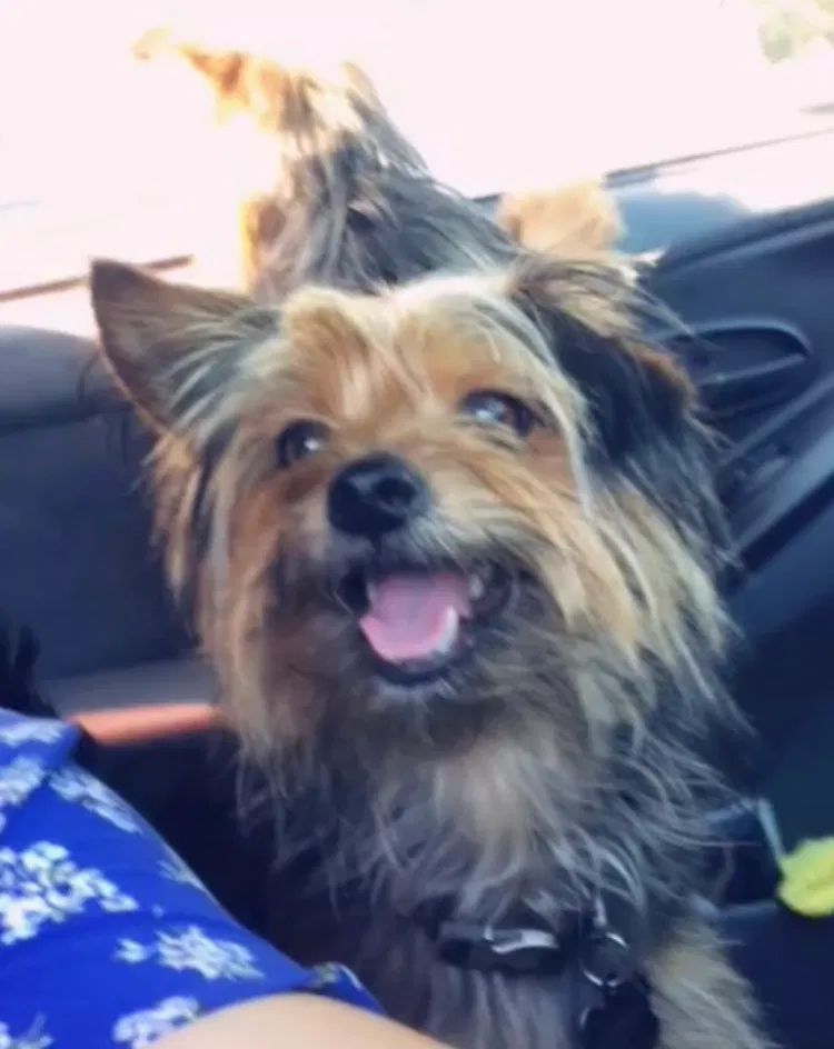 Lost dog in Lewisville, TX, 75077