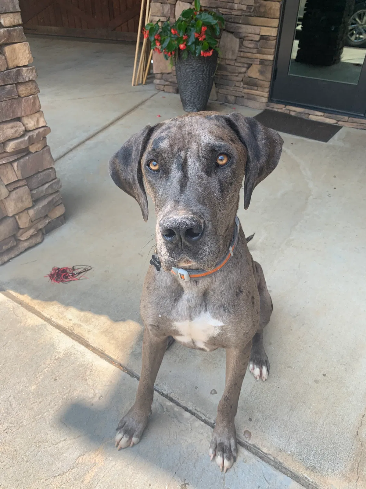Lost dog in Lenoir, NC, 28645