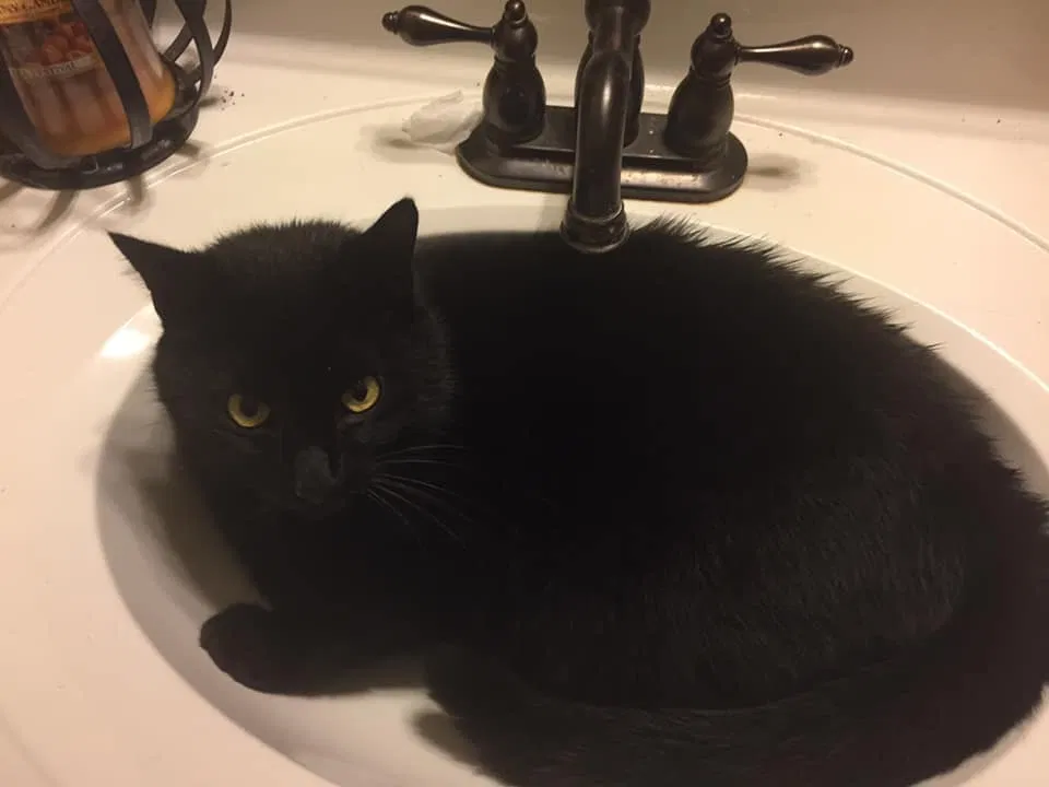 Lost cat in Ft Mitchell, KY, 41017
