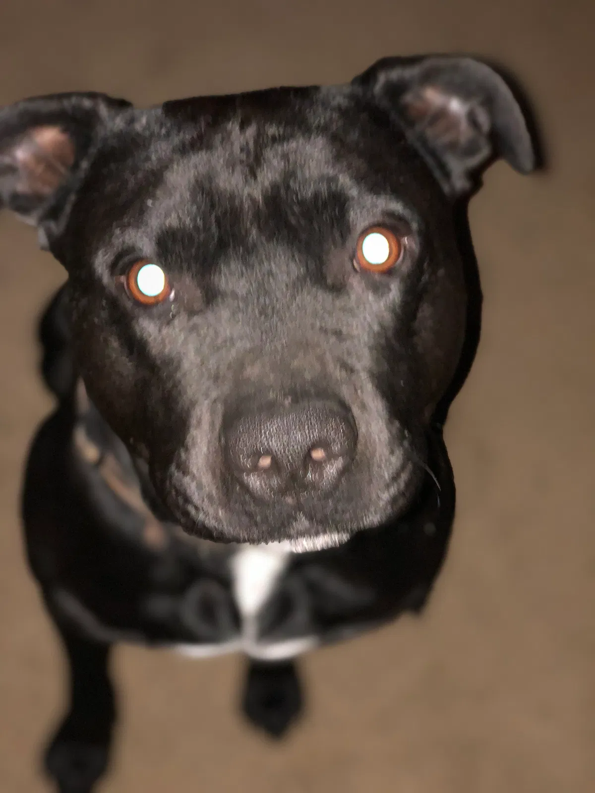 Lost dog in Rockville, IN, 47872