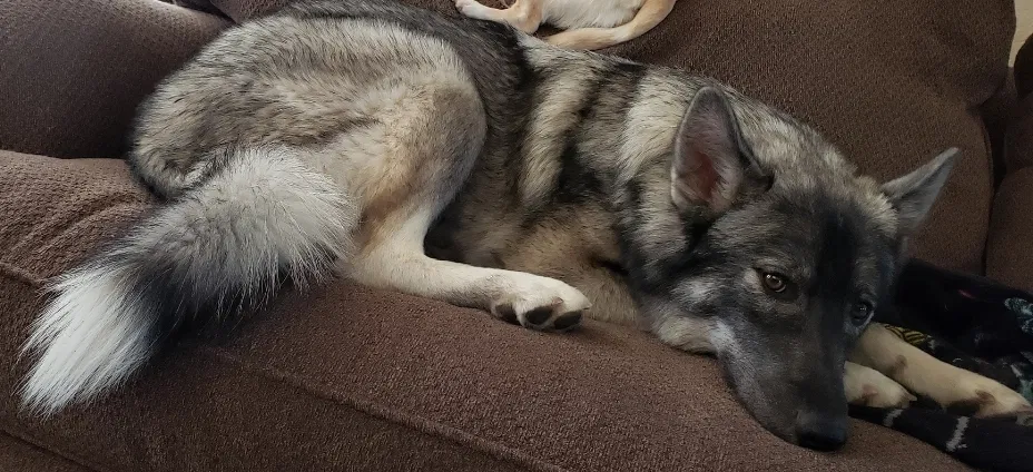 Lost dog in Colorado Springs, CO, 80922