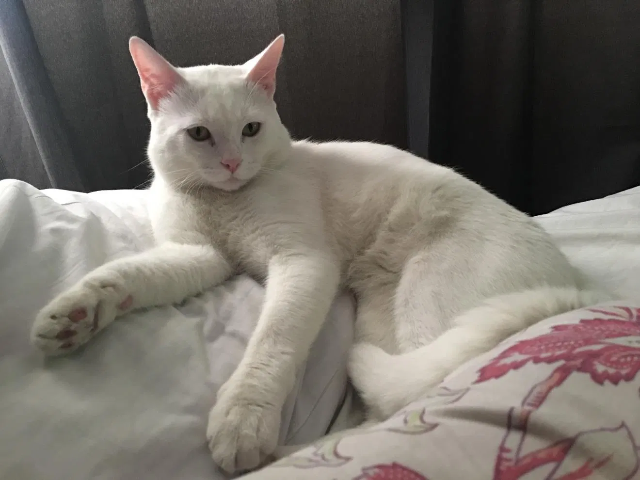 Lost cat in Anaheim, CA, 92805