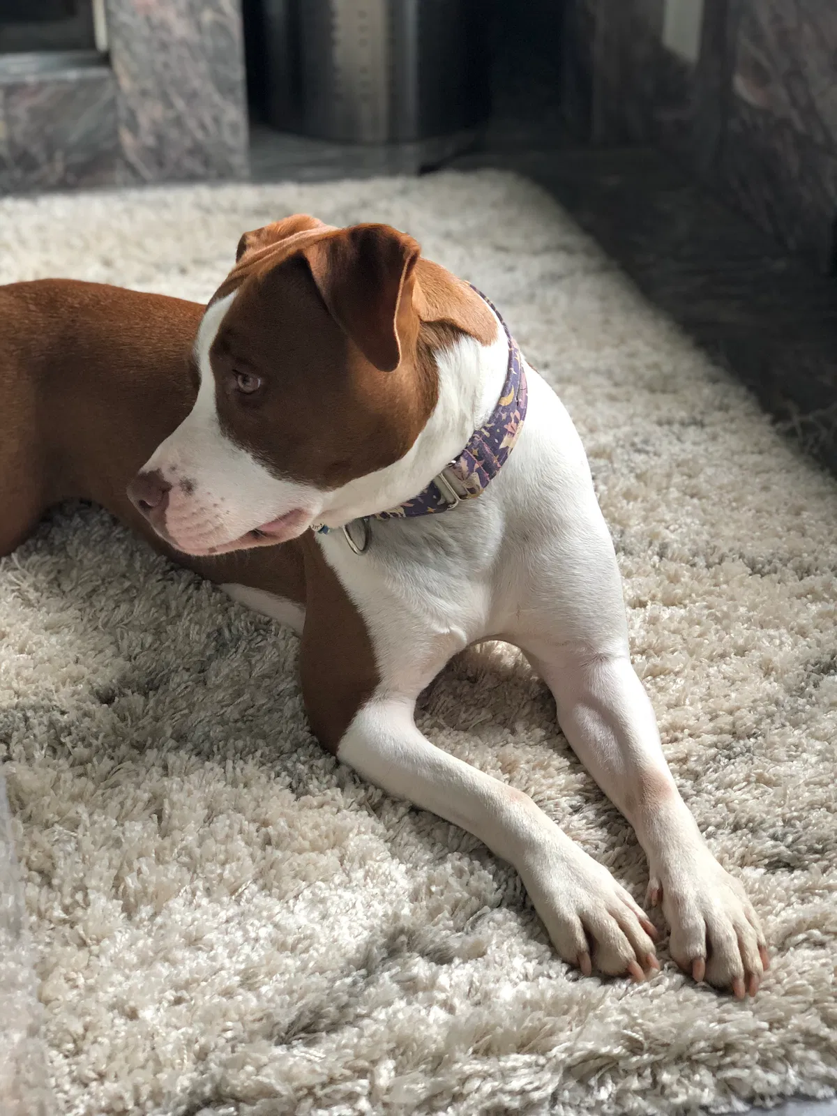 Lost dog in Atlanta, GA, 30307