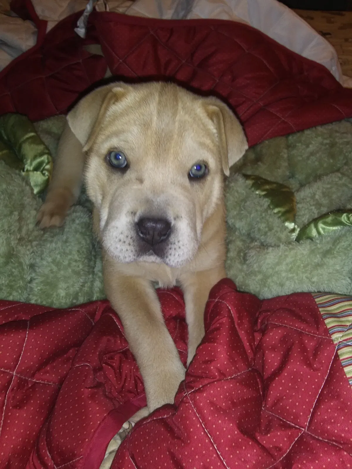 Lost dog in Washburn, MO, 65772