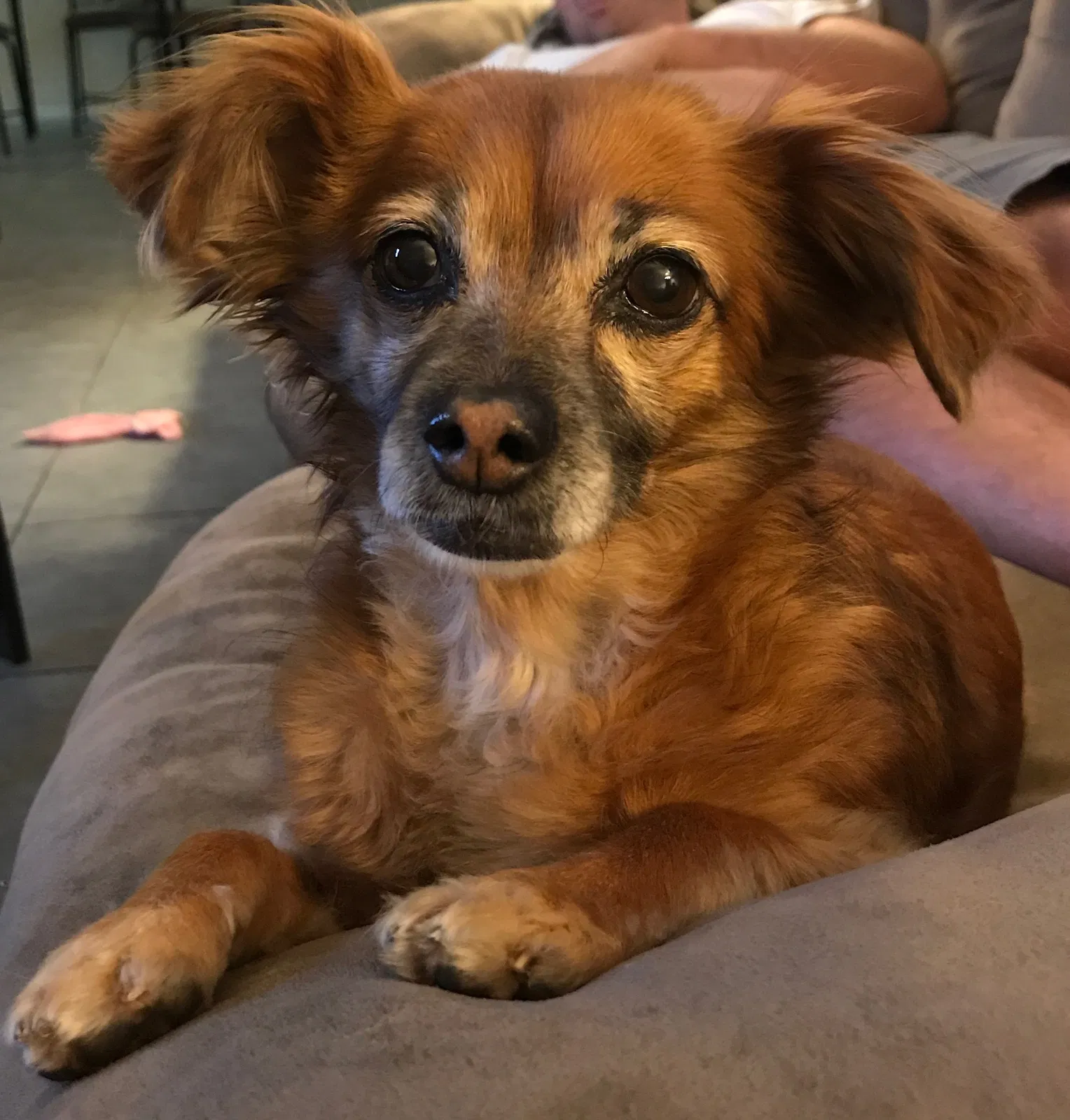 Lost dog in Henderson, NV, 89015