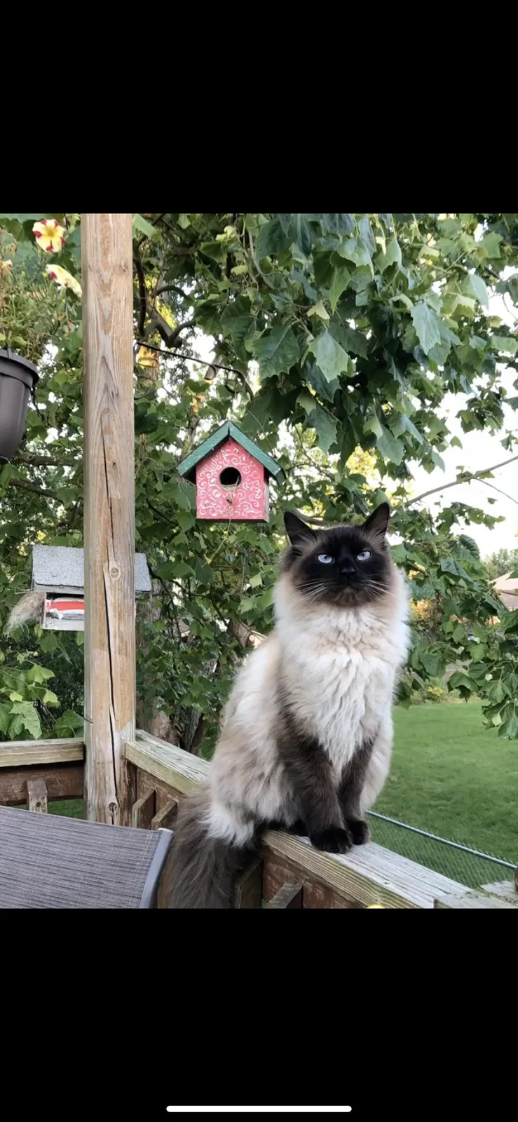 Lost cat in Vandalia, OH, 45377