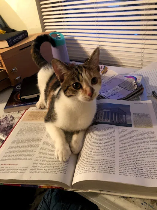 Lost cat in Dayton, OH, 45419