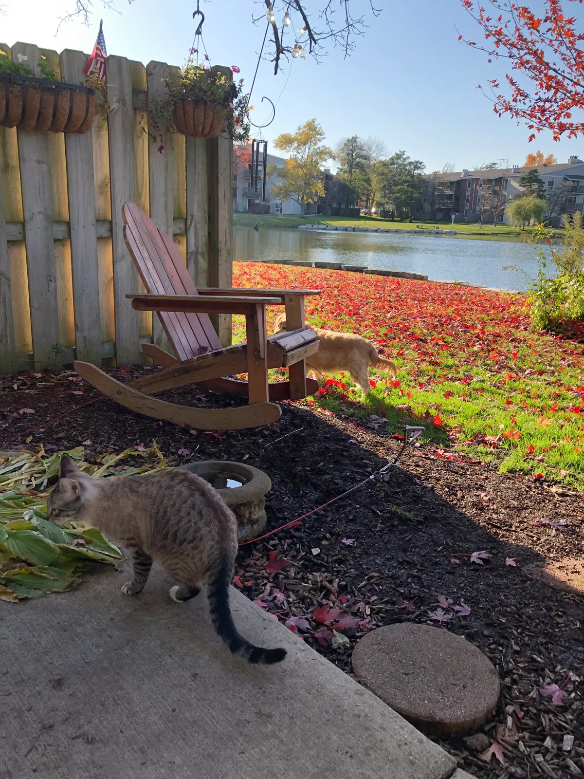 Lost cat in Hoffman Estates, IL, 60169