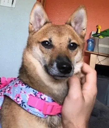 Lost dog in Miami, FL, 33190