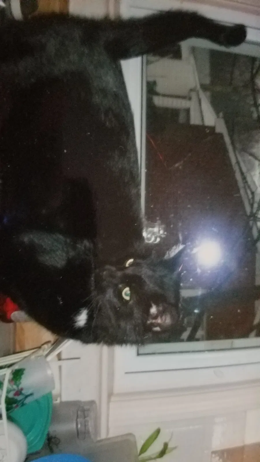 Lost cat in Columbus, OH, 43220