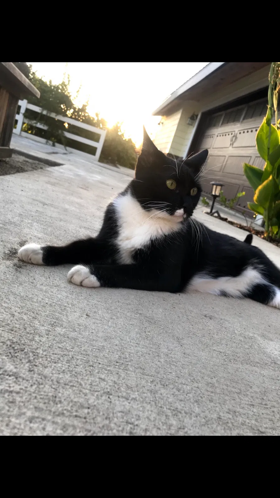 Lost cat in Merced, CA, 95340