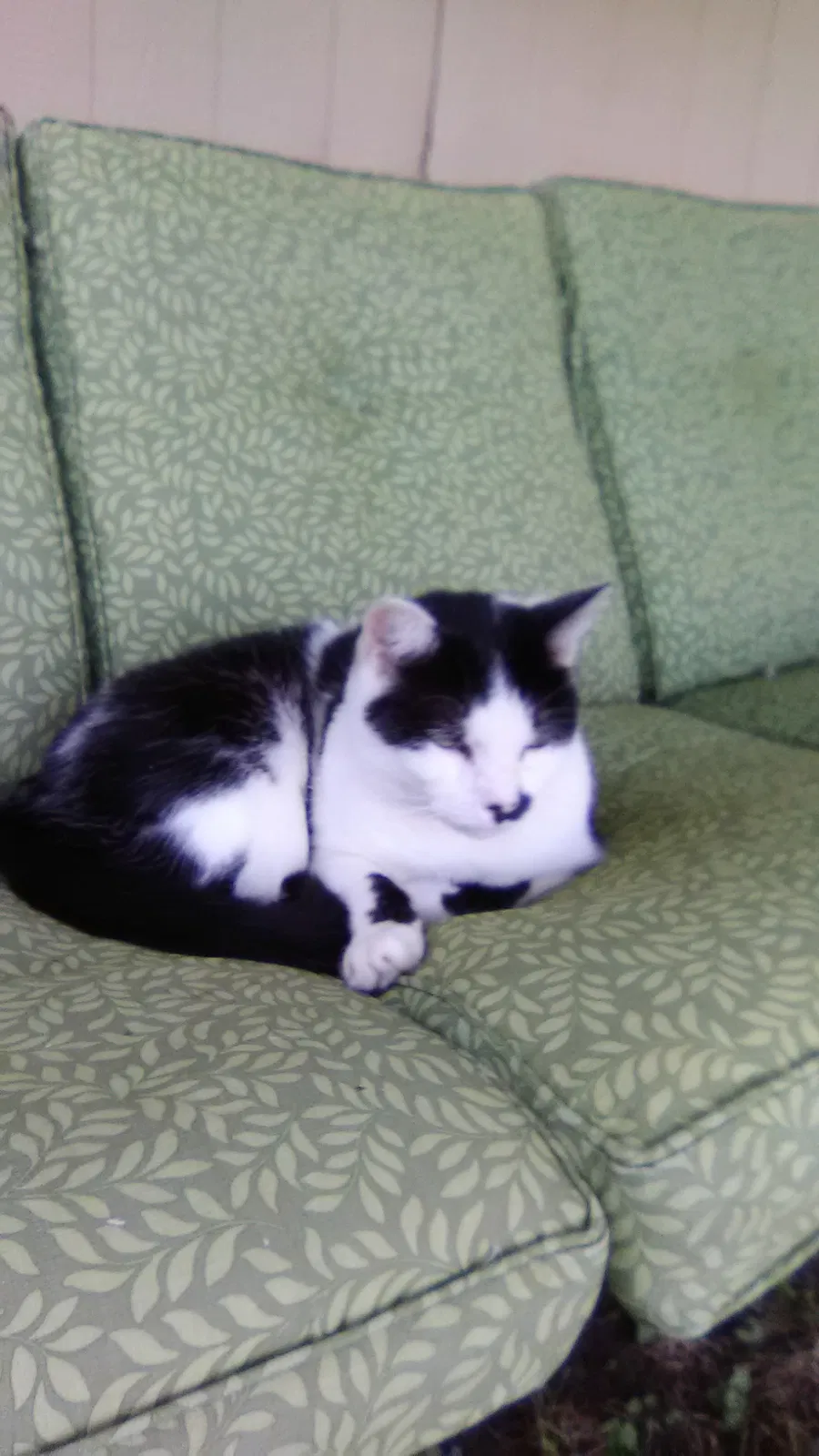 Lost cat in Lawrence, KS, 66044