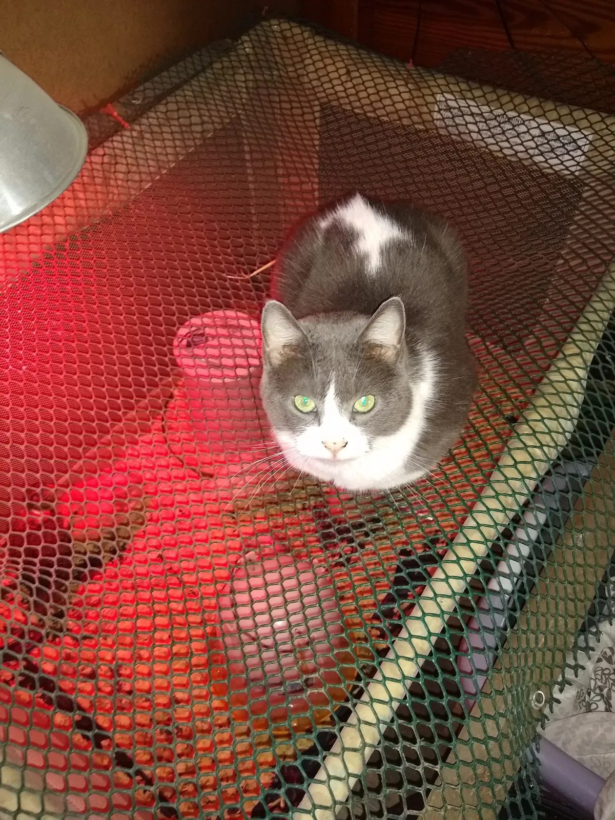 Lost cat in Toledo, OH, 43609