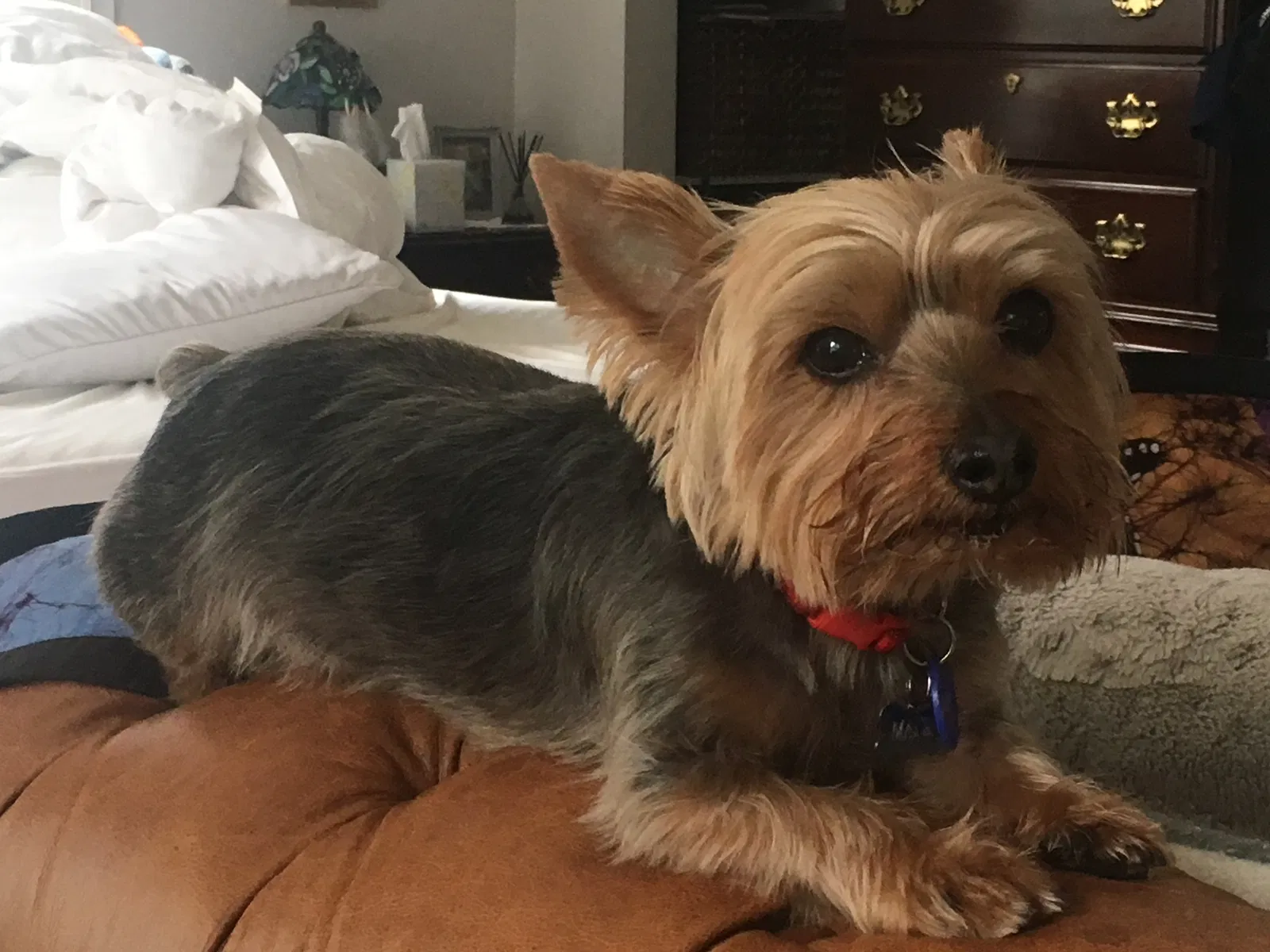 Lost dog in Berkeley, CA, 94705