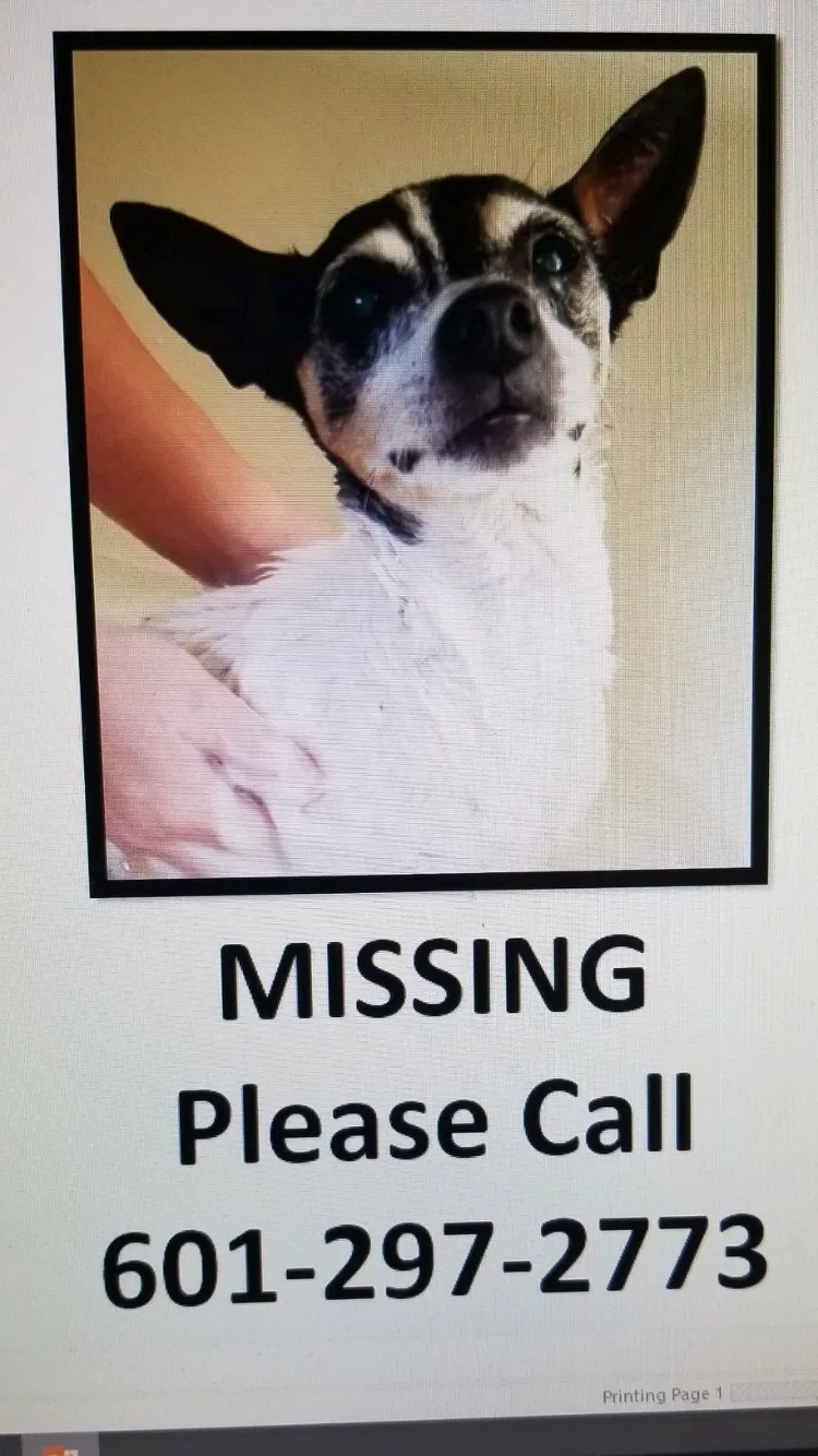 Lost dog in Gulfport, MS, 39507